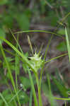 Greater bladder sedge